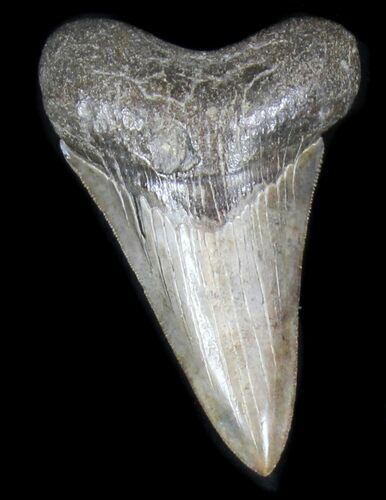 Dagger-Like Megalodon Tooth - Ace Basin, SC #31598